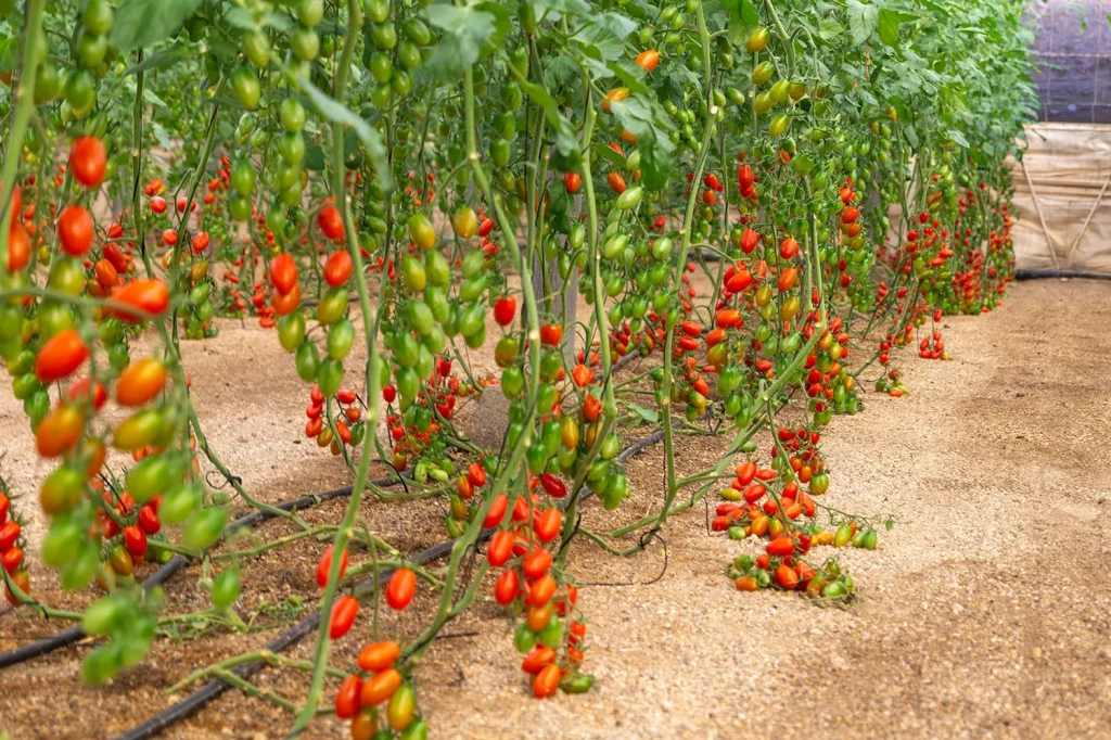 Gavilan CapGen Seeds tomato cherry gavilan
