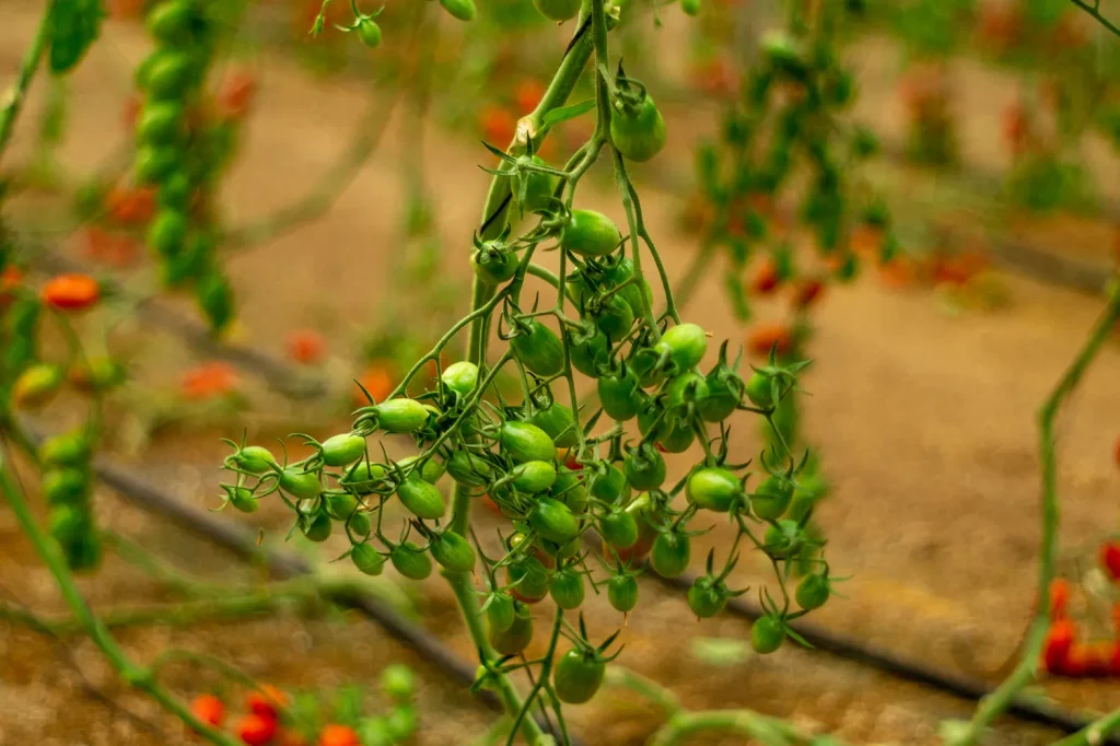 Gavilan CapGen Seeds cherry tomato gavilan