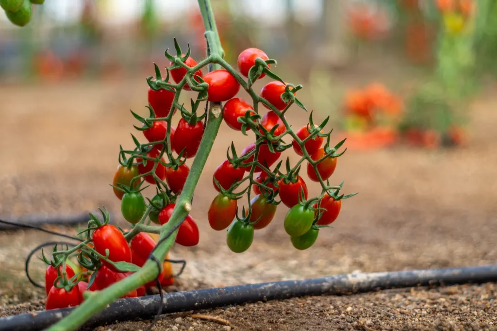Gavilan CapGen Seeds cherry tomato gavilan
