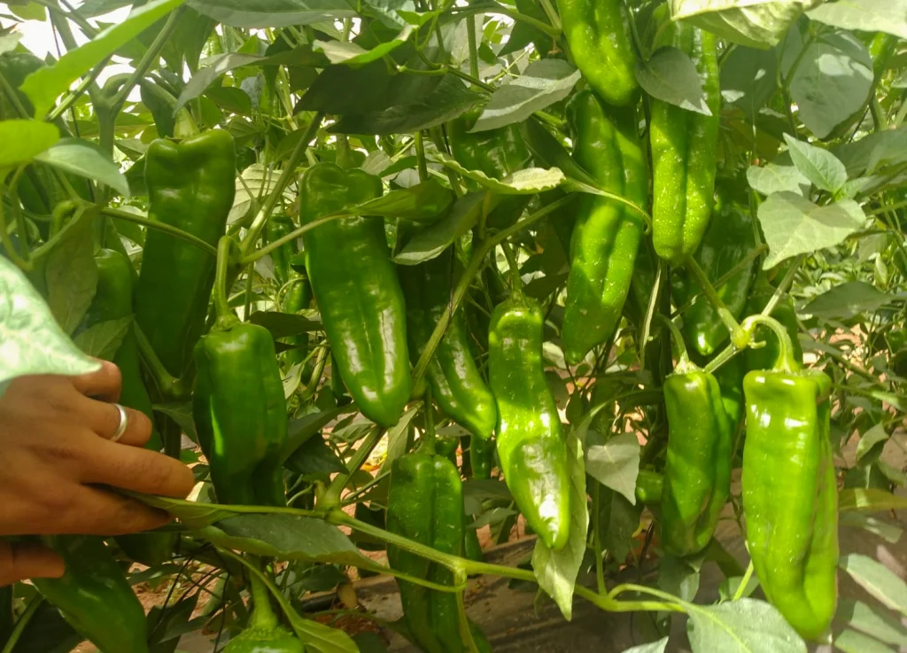 Al Arabi CapGen Seeds Al Arabi Campo