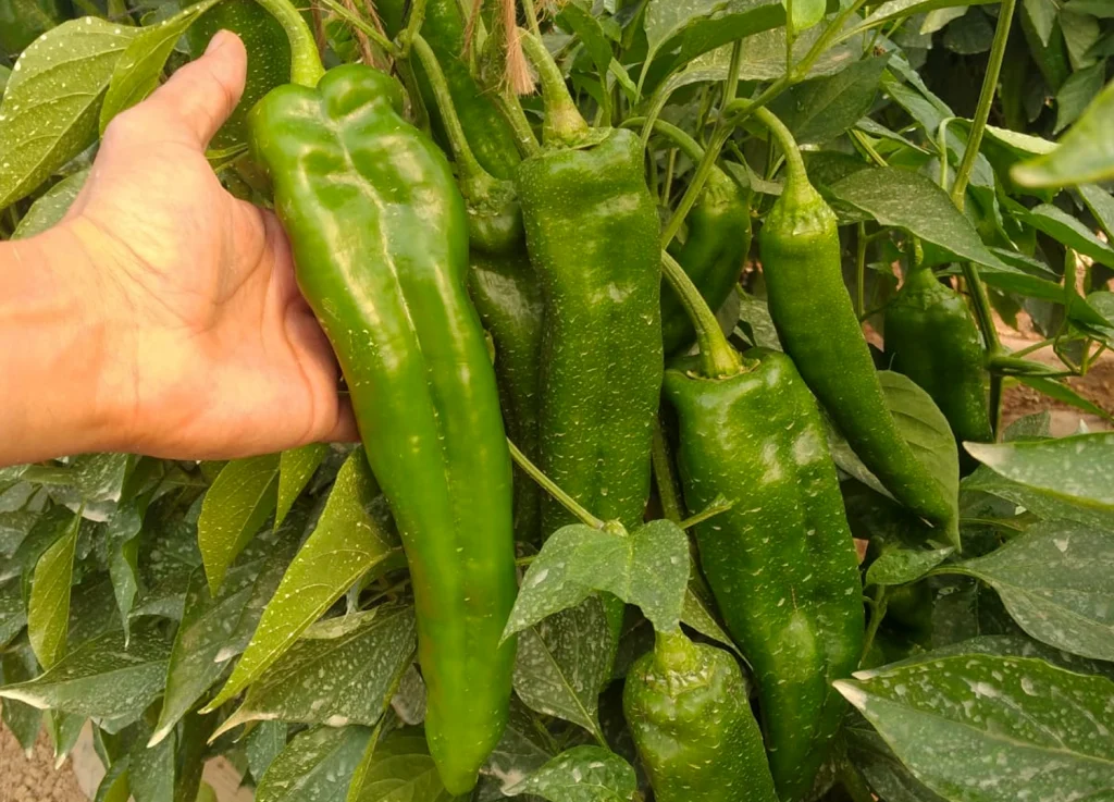 Al Arabi CapGen Seeds Al Arabi2png