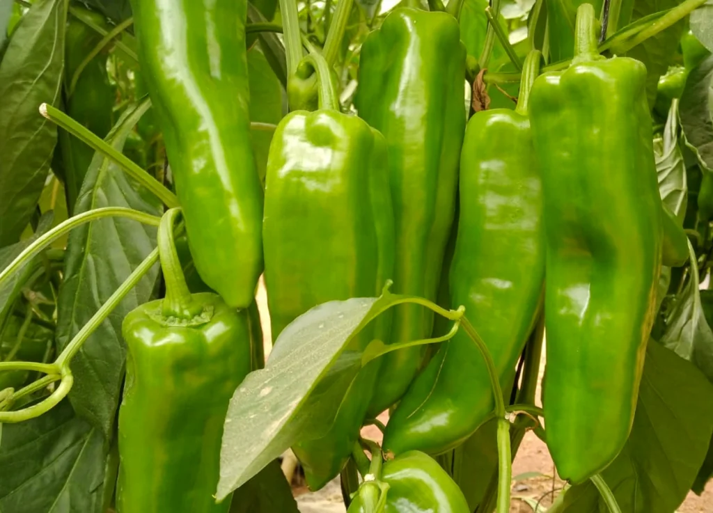 Taoufik CapGen Seeds TaoufikPlanta