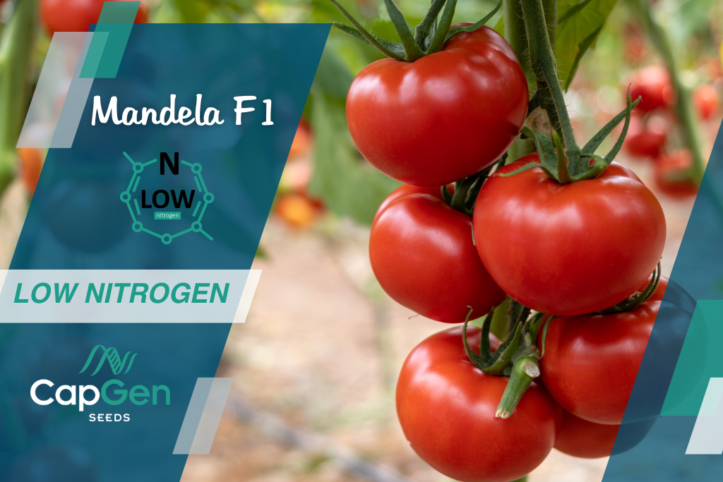 Noticias CapGen Seeds TomateMandelaNoticia2 2 CapGen Seeds