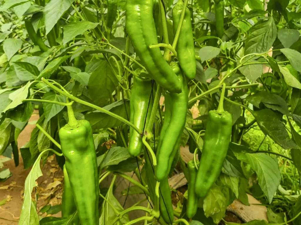 Regragui CapGen Seeds regraguiWeb