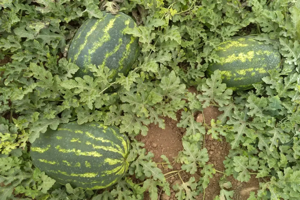 Adrar CapGen Seeds AdrarCampo_