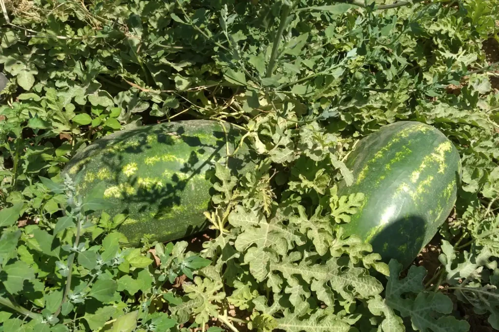 Adrar CapGen Seeds AdrarPlant_