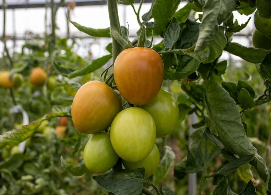 Panoramix CapGen Seeds CGT3615Fruto