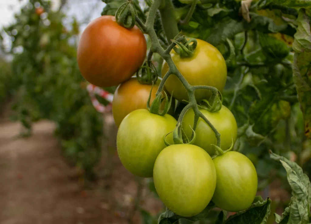 Panoramix CapGen Seeds cgt3615 Planta