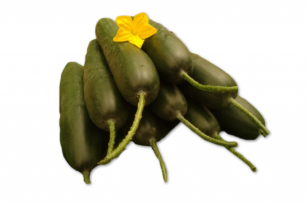 Chtouka CapGen Seeds Chtouka Fruit
