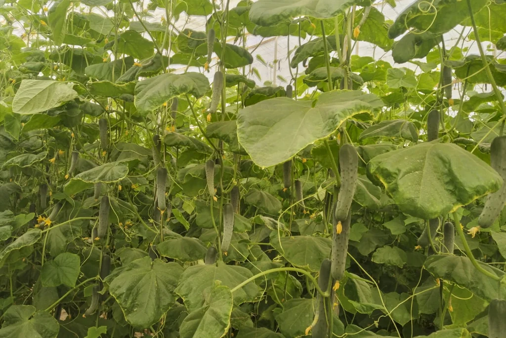Chtouka CapGen Seeds ChtoukaPlant2