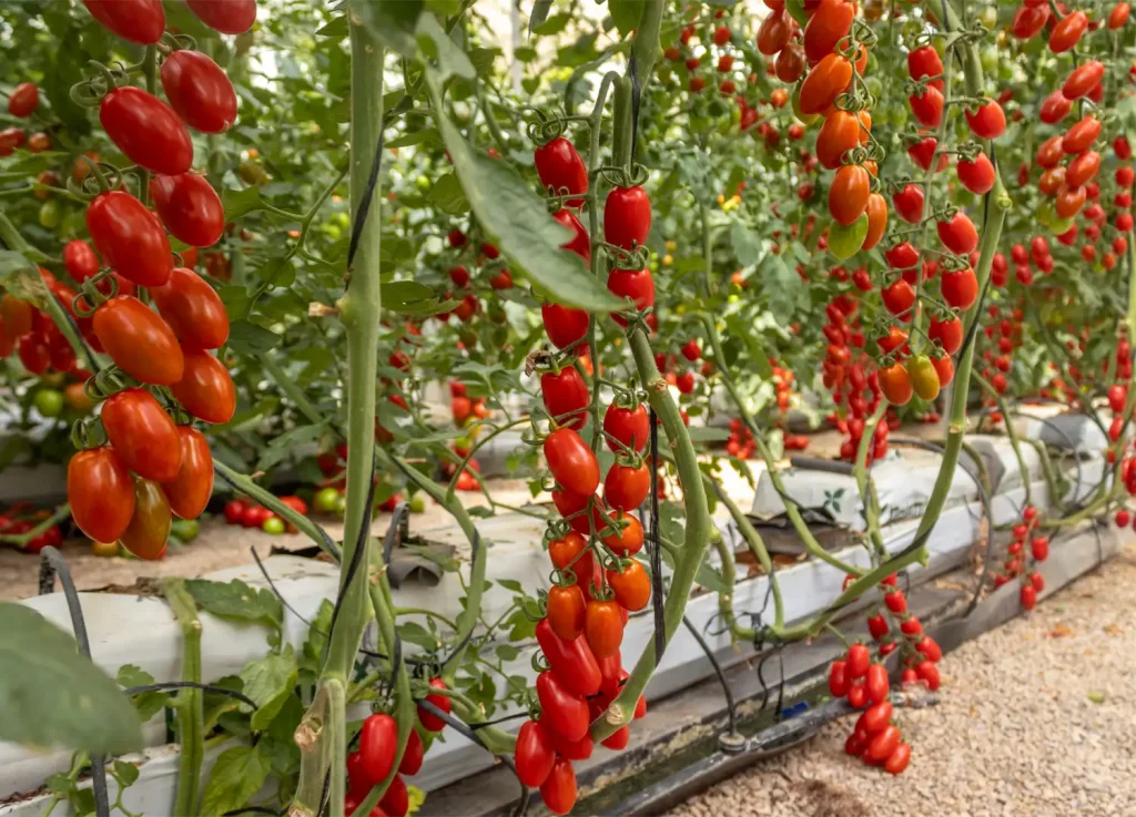 Talio CapGen Seeds Talio cherry plum tomato capgen seeds