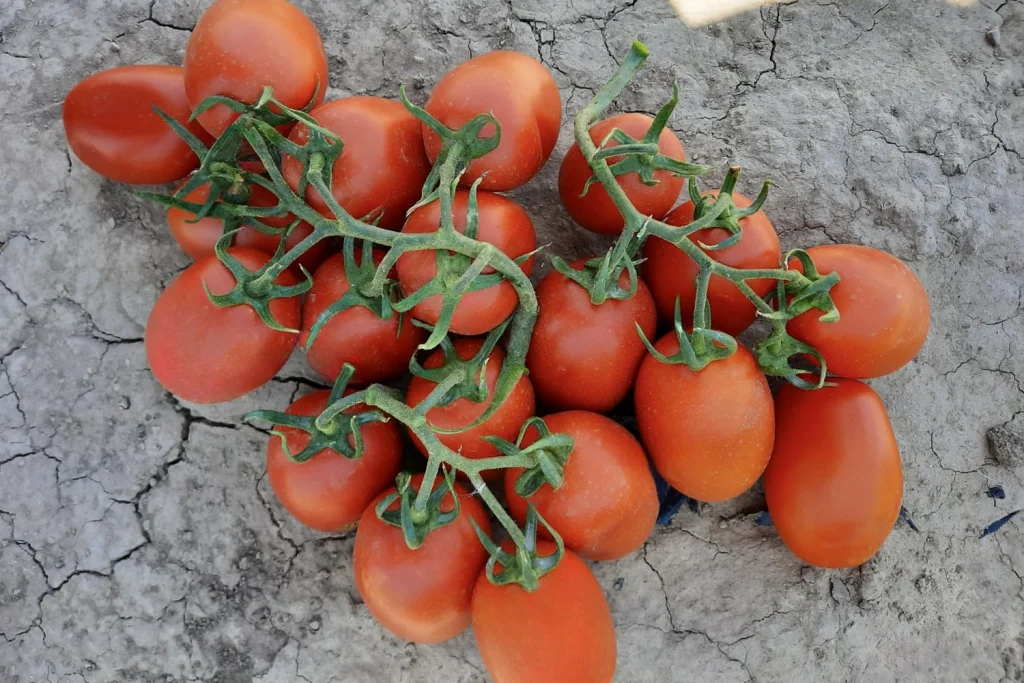Tawnza CapGen Seeds TawanzaFruto