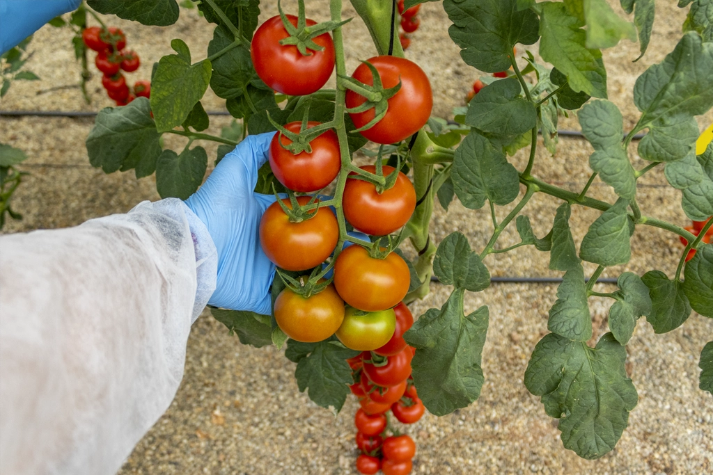 cultivo-de-tomate-investigacion-tomabiotic