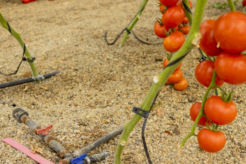 At CapGen Seeds we do research to mitigate the effects of drought on tomato cultivation CapGen Seeds Tomabiotic3 CapGen Seeds