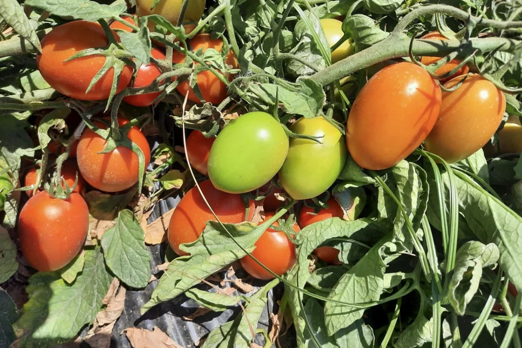 Tawnza CapGen Seeds TwanzaaCopia