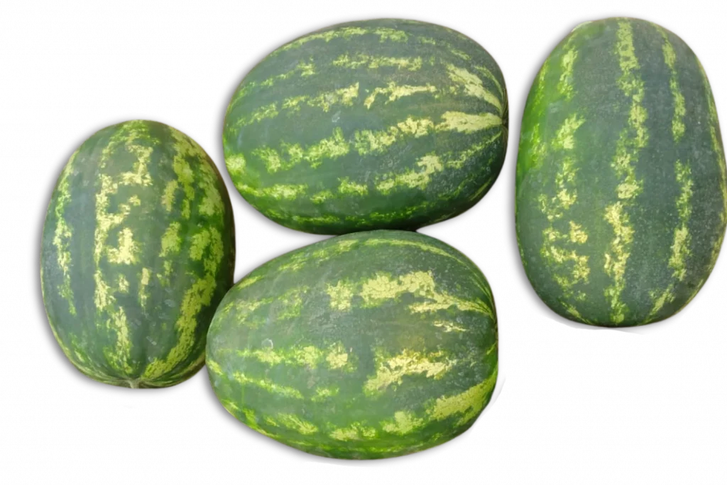 Adrar CapGen Seeds adrarfruitcampo