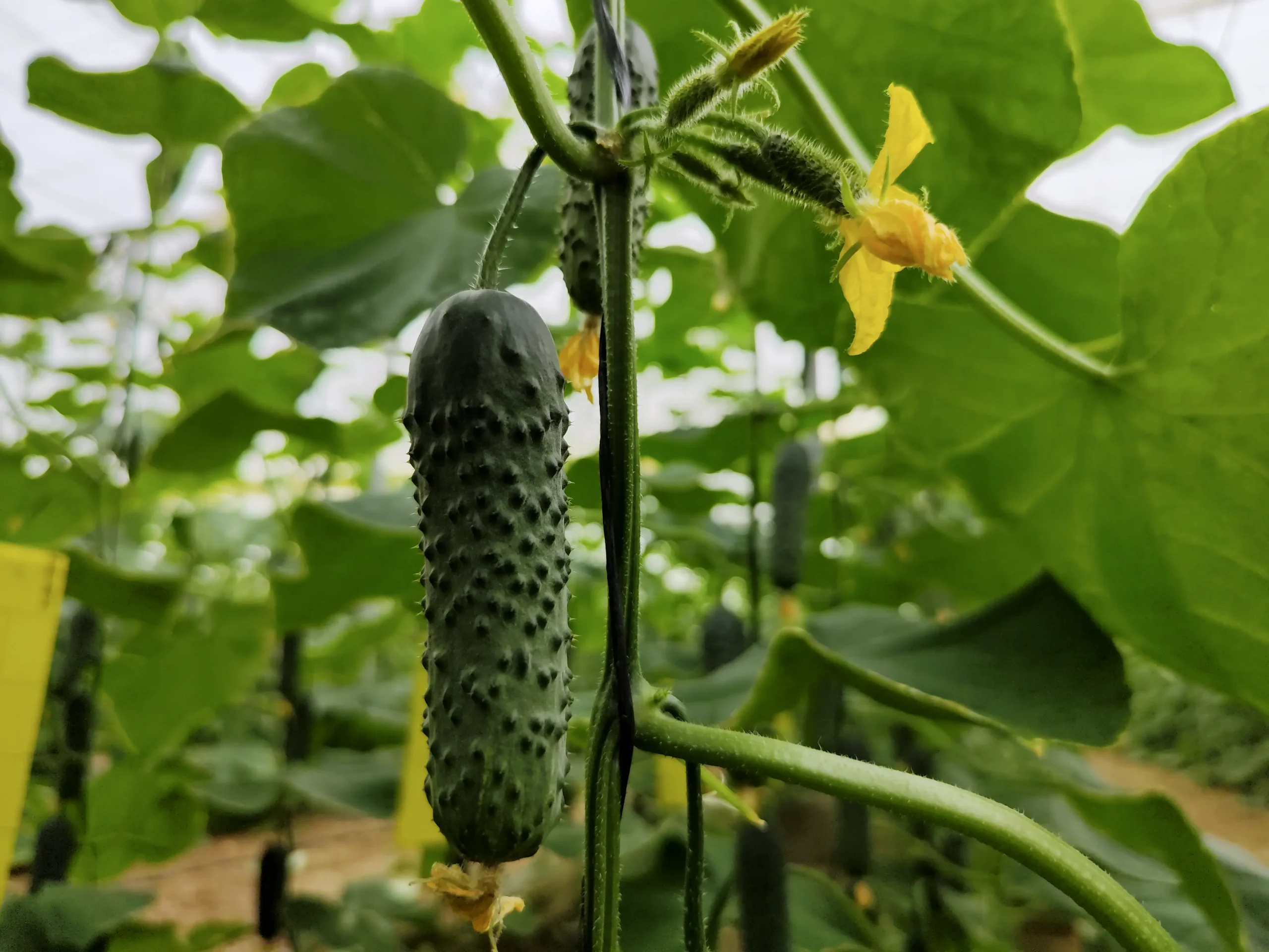 News CapGen Seeds DJI 20231031 140807 91 copia scaled CapGen Seeds