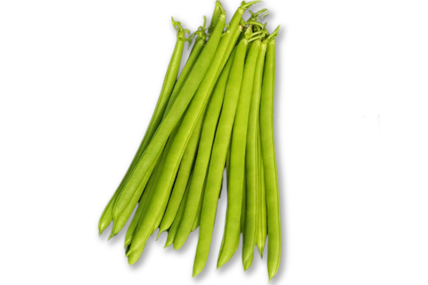 tirana CapGen Seeds