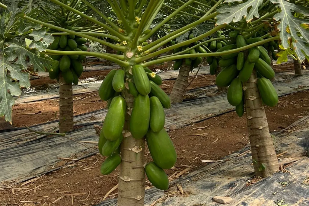 Colima CapGen Seeds Planta Colima Papaya CapGen Seeds