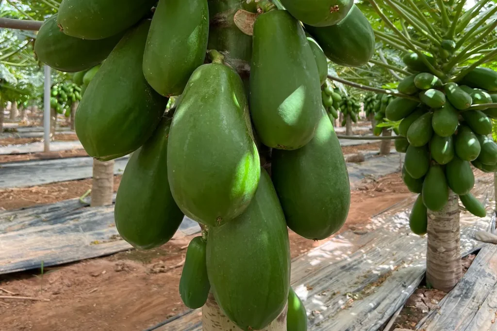 Planta Colima Papaya CapGen Seeds