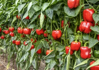 Gaudi 9838 copia CapGen Seeds