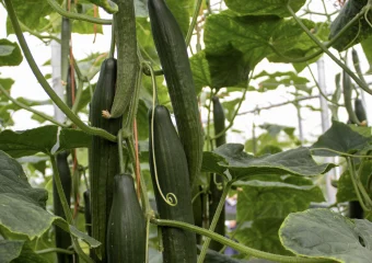 IMG 0702 copia CapGen Seeds