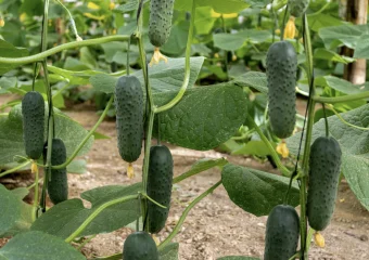 Martinez Plant 2926 scaled copia CapGen Seeds