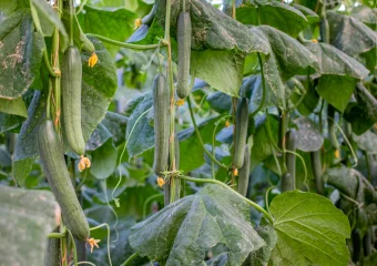 Pepino Chencho copia CapGen Seeds