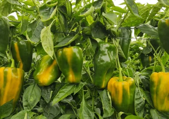 VID 20240220 102957.00 00 03 09.Imagen fija001 min 11zon CapGen Seeds