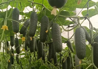 cgc1076plantamuybuena copia CapGen Seeds