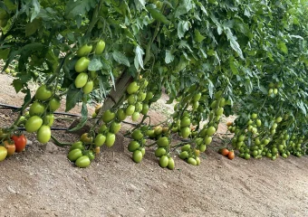 obelixcopia CapGen Seeds