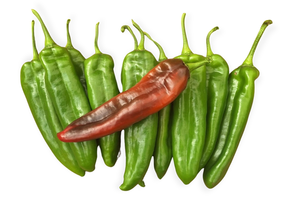 Al Arabi CapGen Seeds AlArabiFruto-1024x737 copia