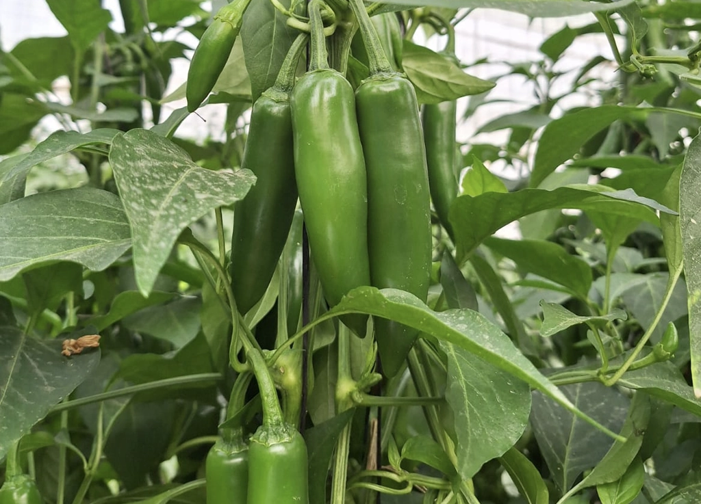 Bravo CapGen Seeds Bravo-Campo-1024x737 copia