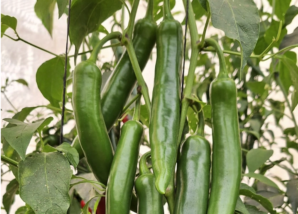 Leader CapGen Seeds Leader-Campo-1024x737 copia