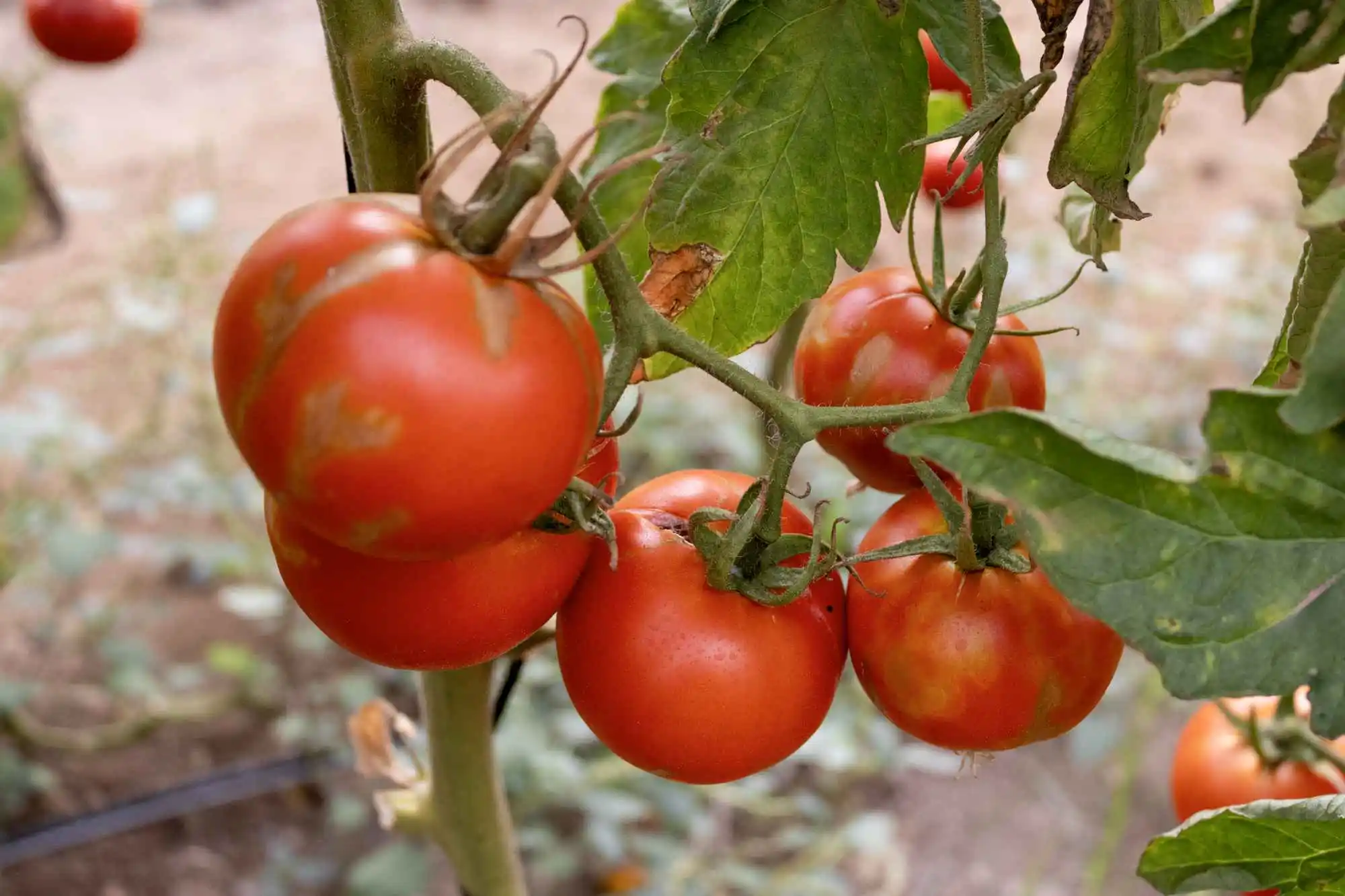 News CapGen Seeds Rugoso en Tomate 4849 CapGen Seeds