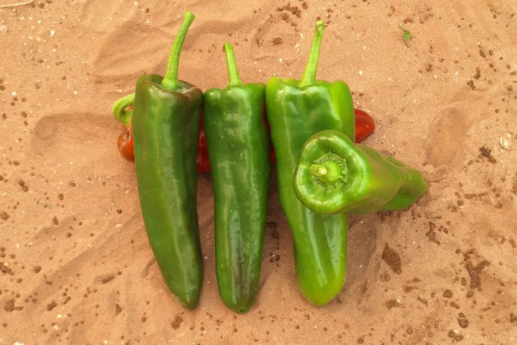 Bronco CapGen Seeds Bronco - Plant