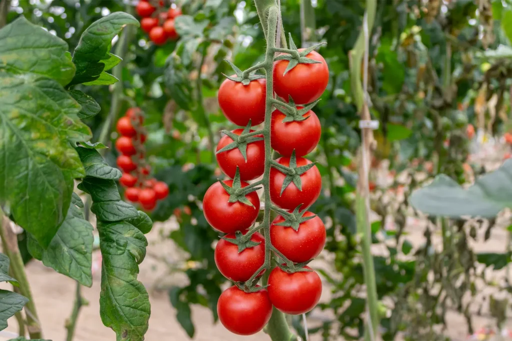 CGT3582 - Blindaje ToBRFV