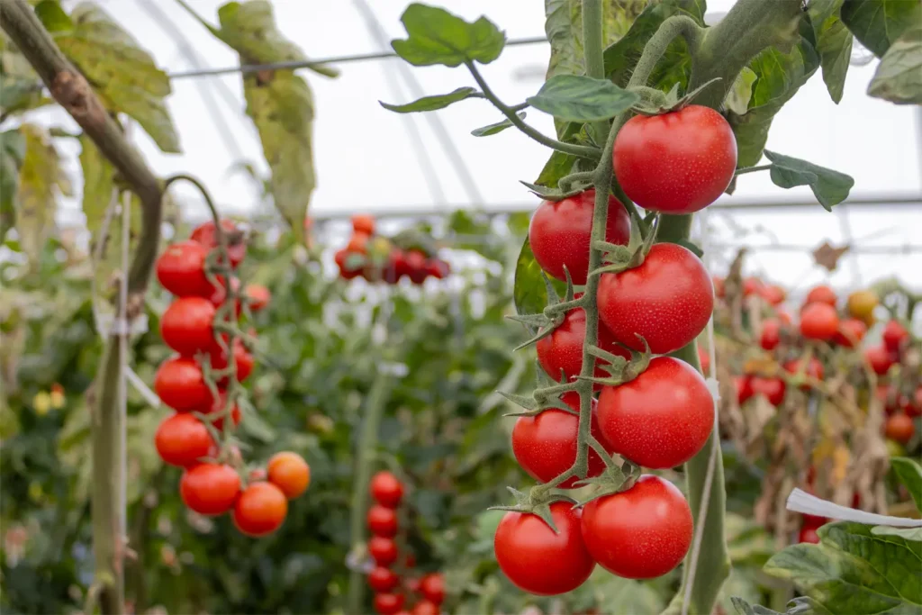 Tomato  Cluster Cocktail Tomato > CGT3582 | CapGen Seeds