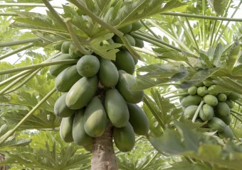 Caballero Plant Visita Canarias 5317 scaled 1 CapGen Seeds