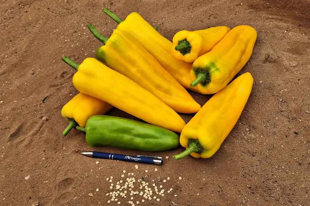 Nebras CapGen Seeds Nebras