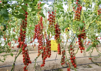 Portada Tour Gavilan 5593 scaled 1 CapGen Seeds