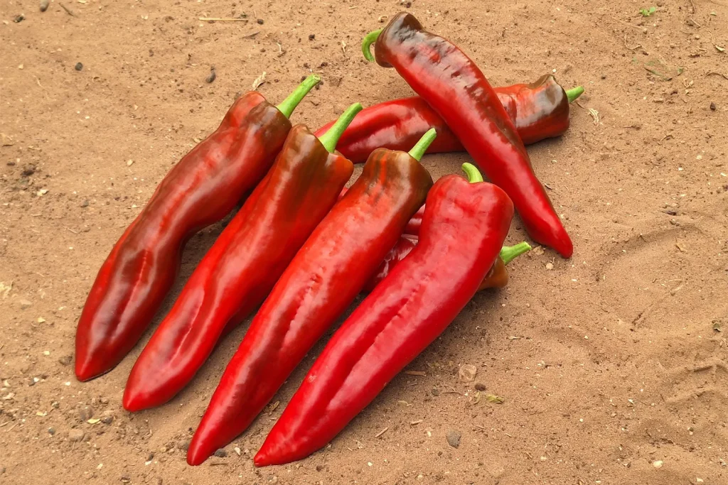 Shalaal CapGen Seeds Shalaal