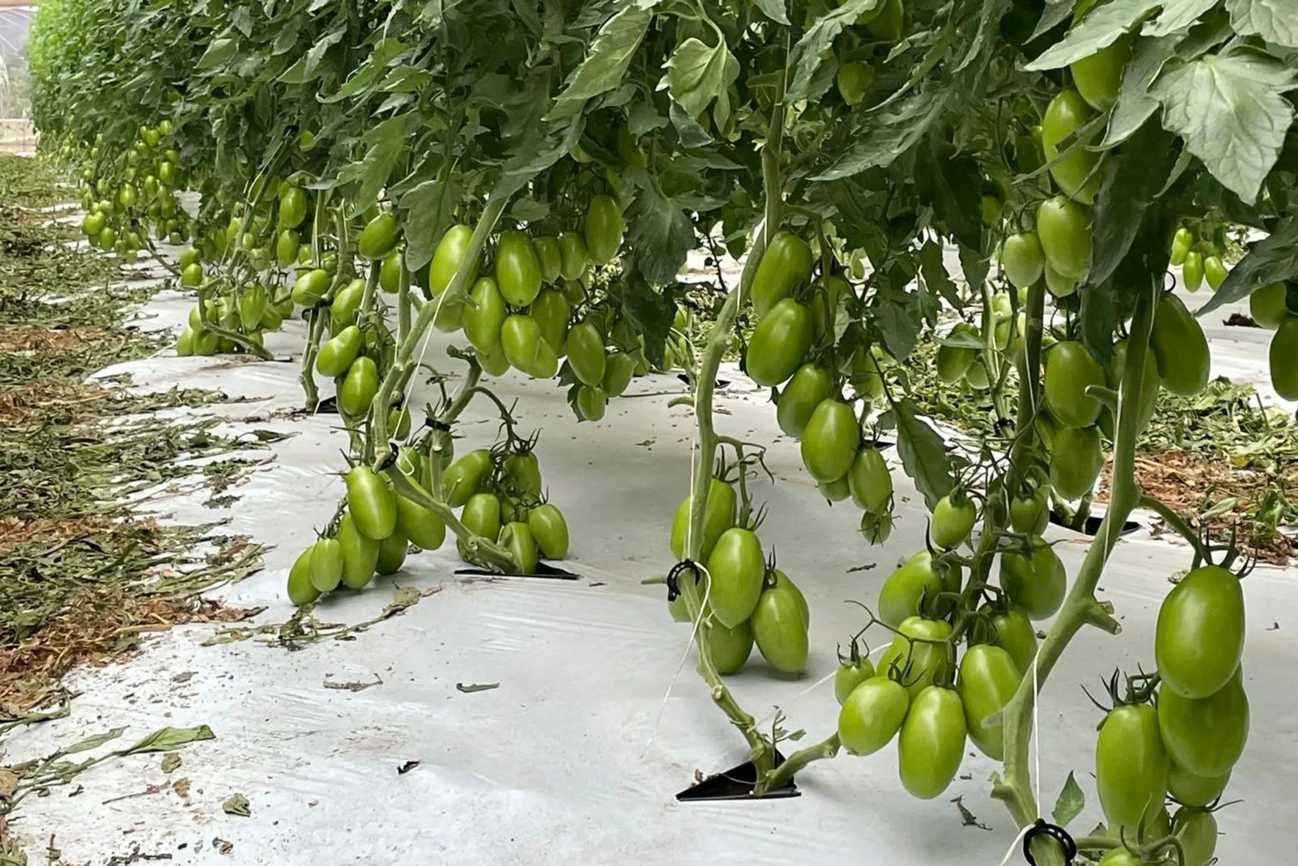 Natural farming 自然栽培玄米 知育 腸脳相関 Cuboro Natural Way of Farming: The Theory and Practice of Green
