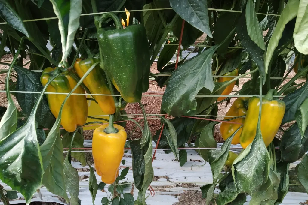 Luthier CapGen Seeds Luthier - Plant