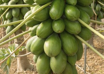 Papaya Amira CapGen Seeds