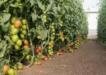 PortadaPanoramix scaled 1 CapGen Seeds