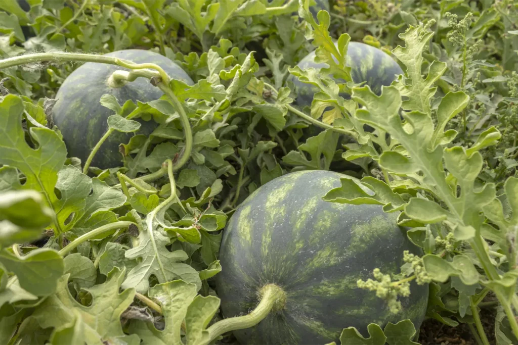 CGW1095 CapGen Seeds CGW1095