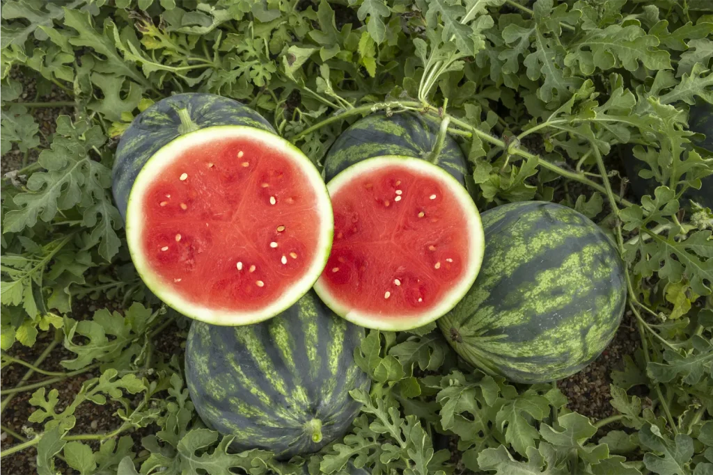 CGW1095 CapGen Seeds CGW1095