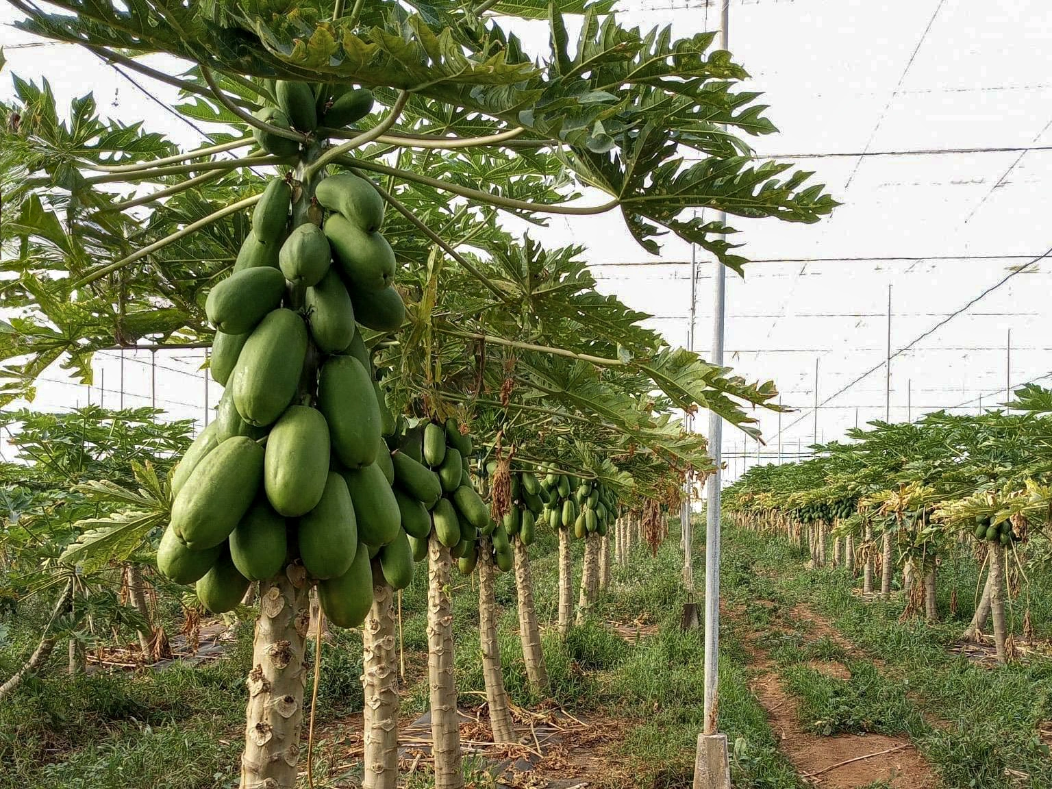 News CapGen Seeds Amira CapGen Seeds