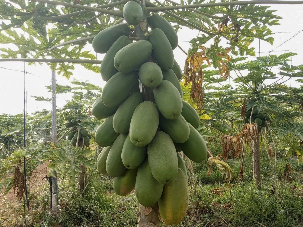 Amira, la papaye de référence pour l'hiver aux Canaries CapGen Seeds Papaye
